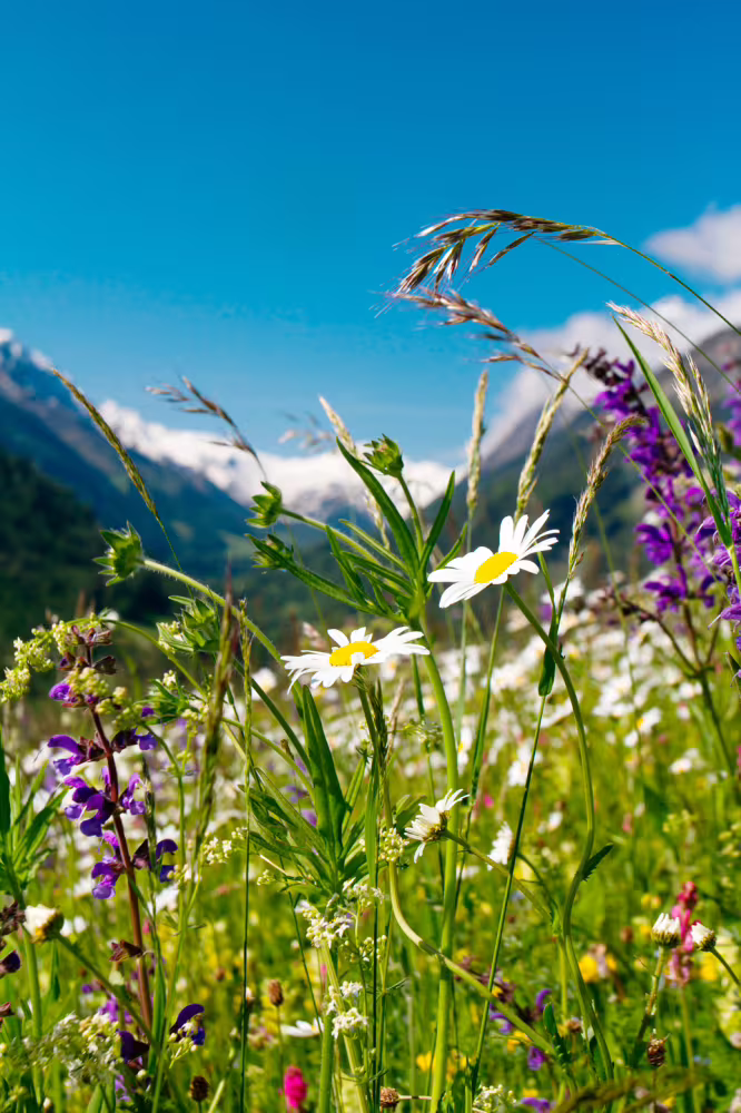 eukula – údržba pro olejované a voskované podlahy